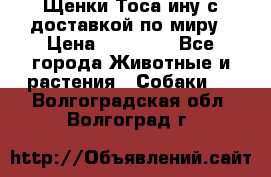 Щенки Тоса-ину с доставкой по миру › Цена ­ 68 000 - Все города Животные и растения » Собаки   . Волгоградская обл.,Волгоград г.